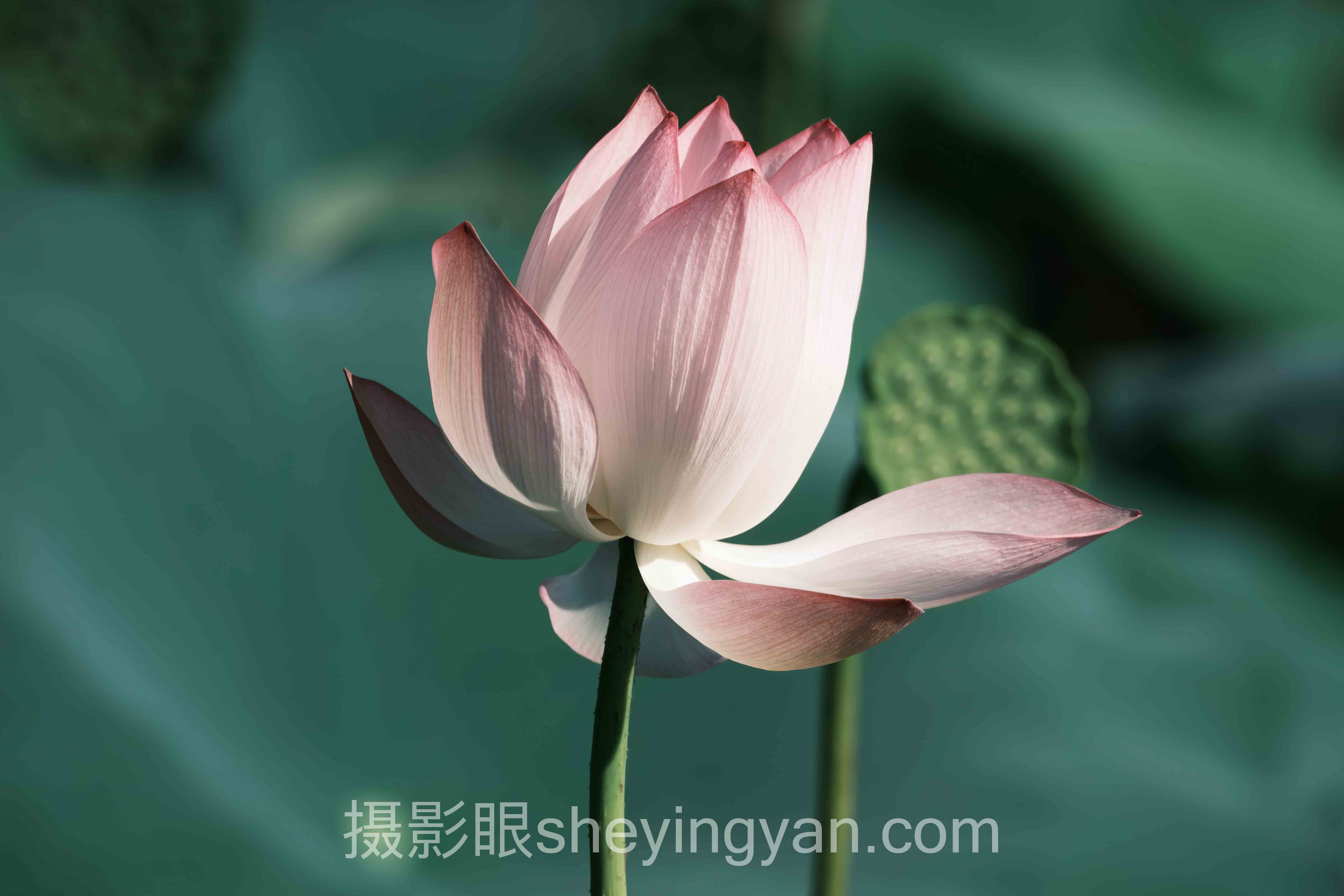 摄影眼官网sheyingyan.com使用方法：90%摄影师都不知道的隐藏功能