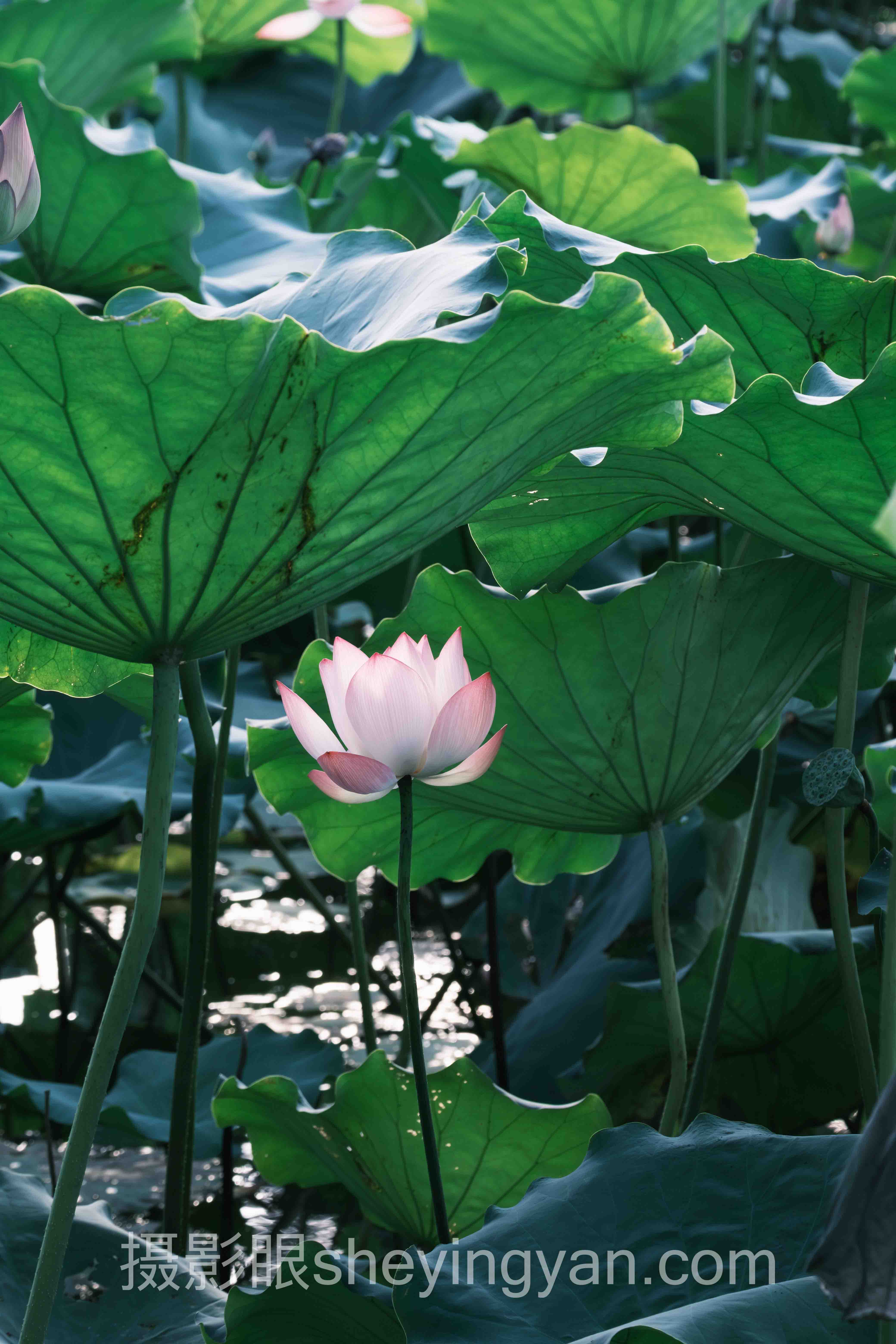 2024年曝光类照片点评数据报告:关键趋势与洞察
