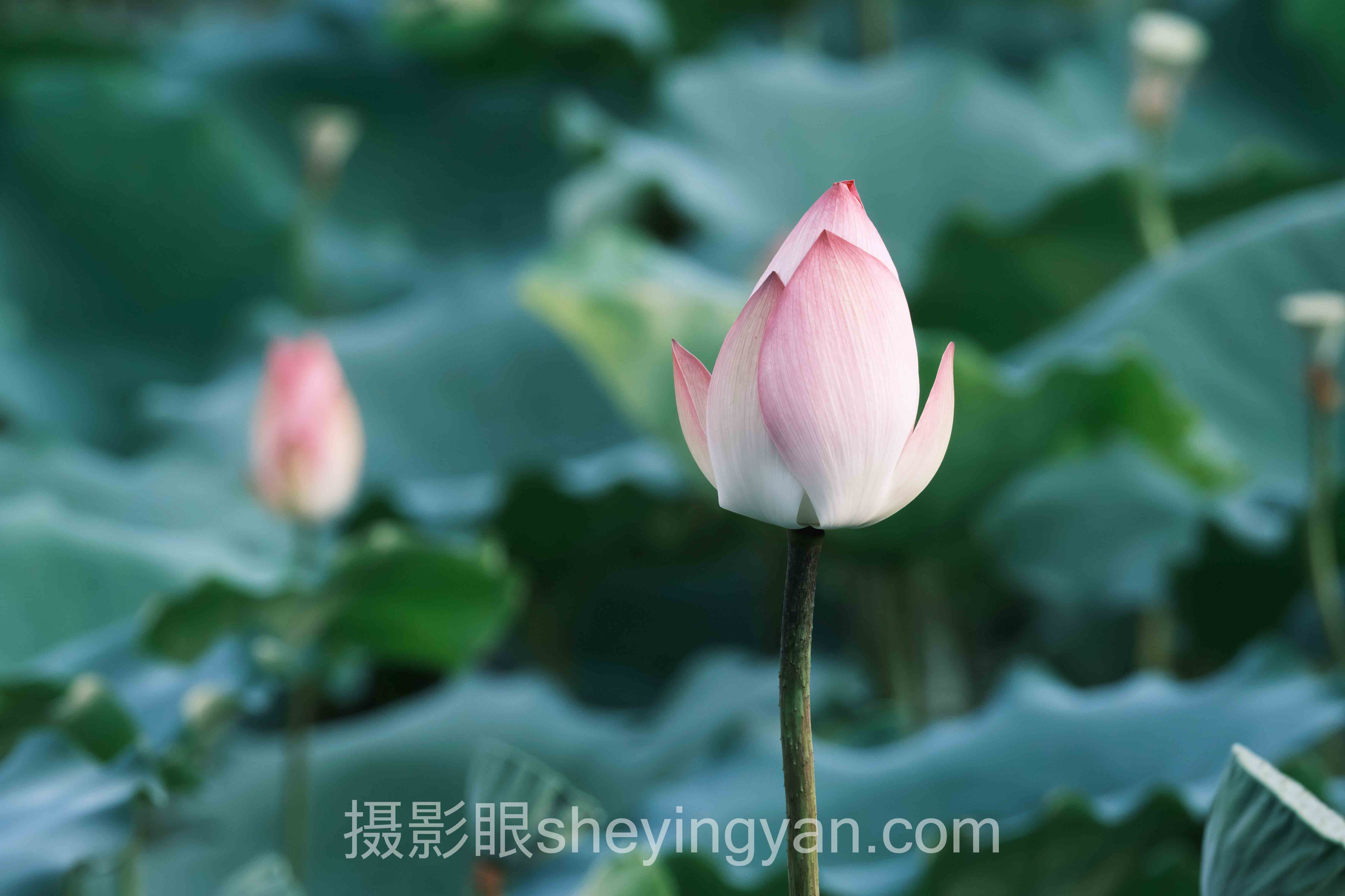 高质量照片点评：为何专业评判标准正在颠覆摄影艺术