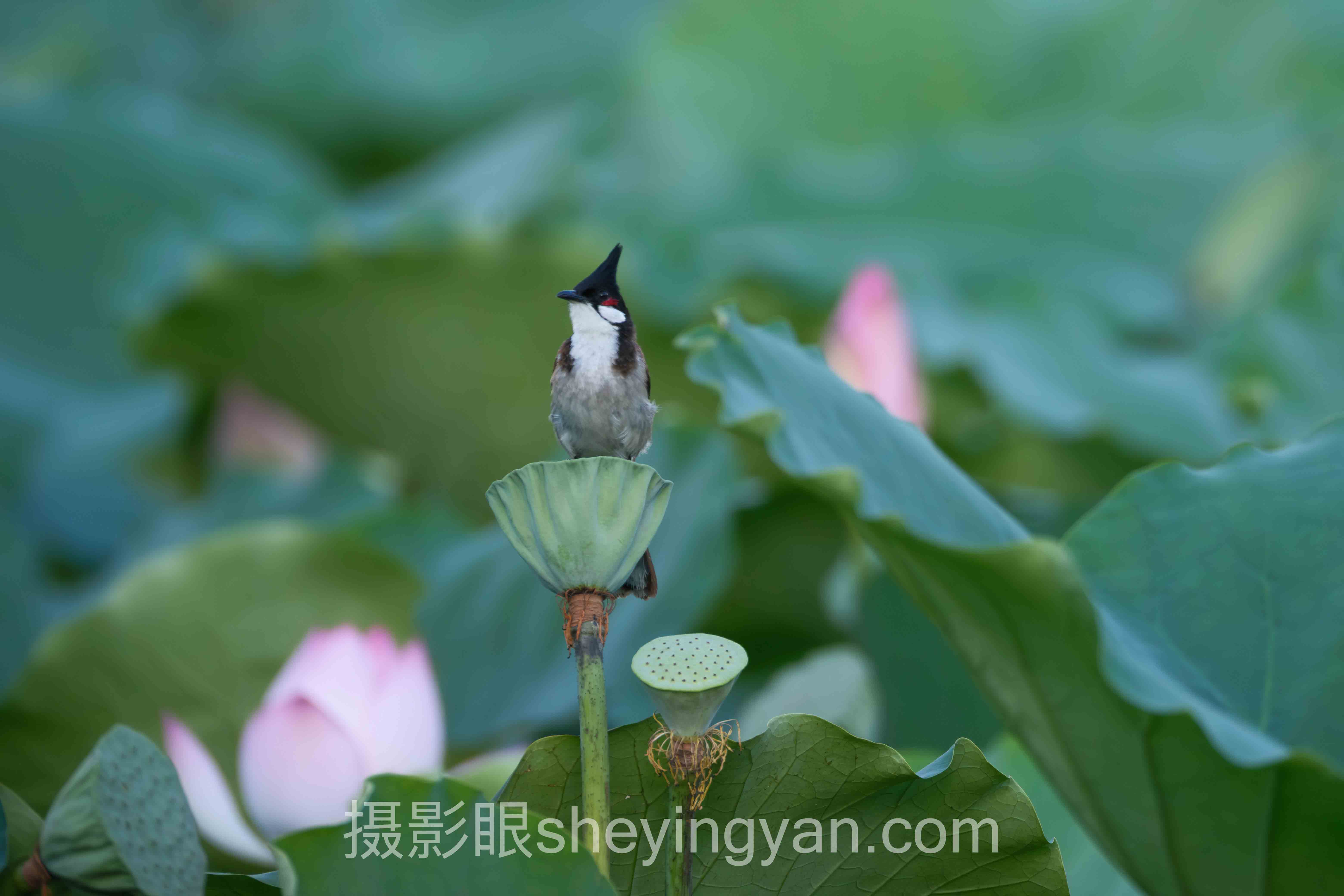 照片打分APP下载：专业修图师打分VS素人评分，谁更懂你的颜值？