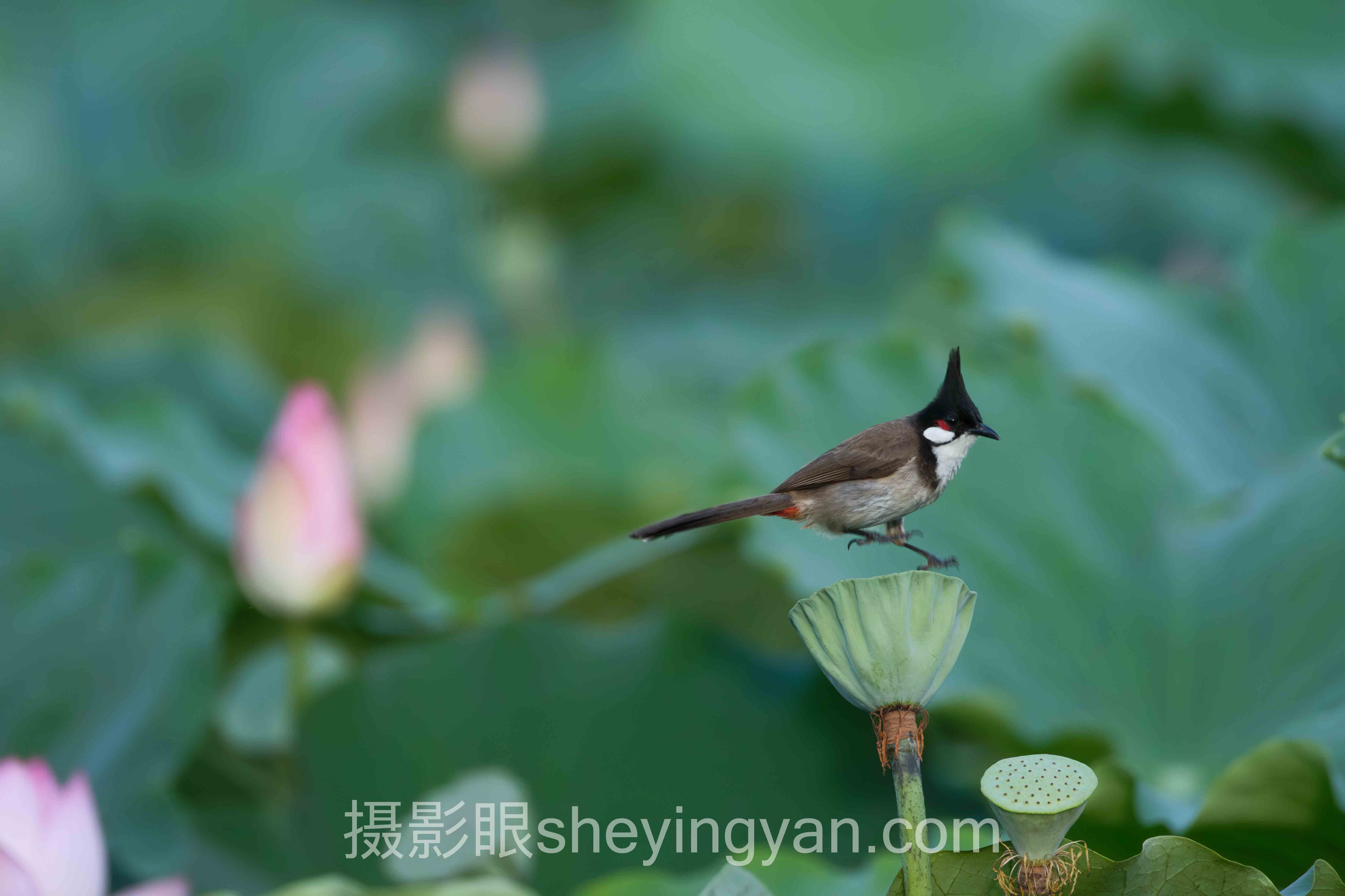 对话行业专家：AI照片评分时代摄影后期学习的关键洞察与前瞻