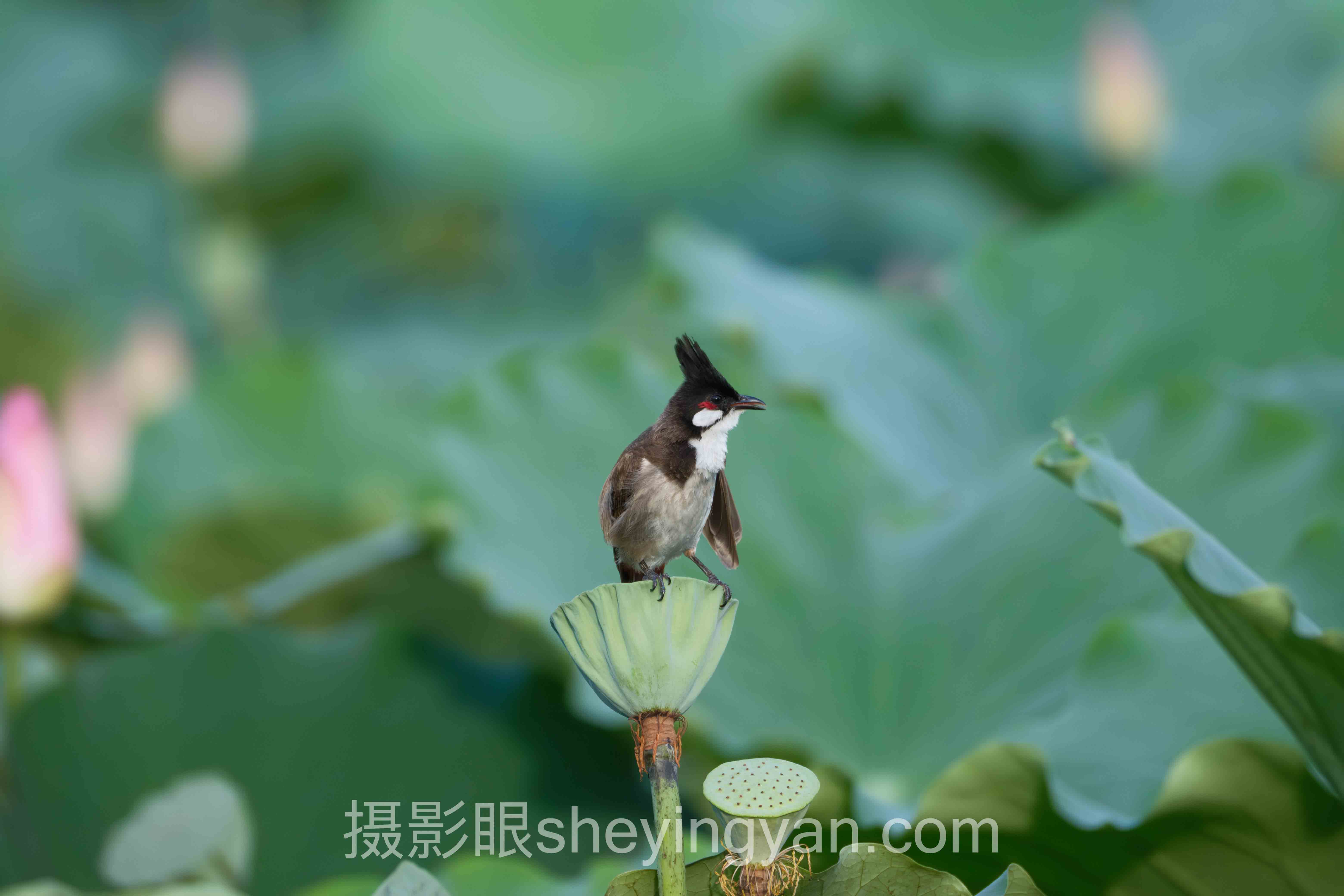 2024年摄影眼平台签约摄影师数据报告：关键趋势与洞察