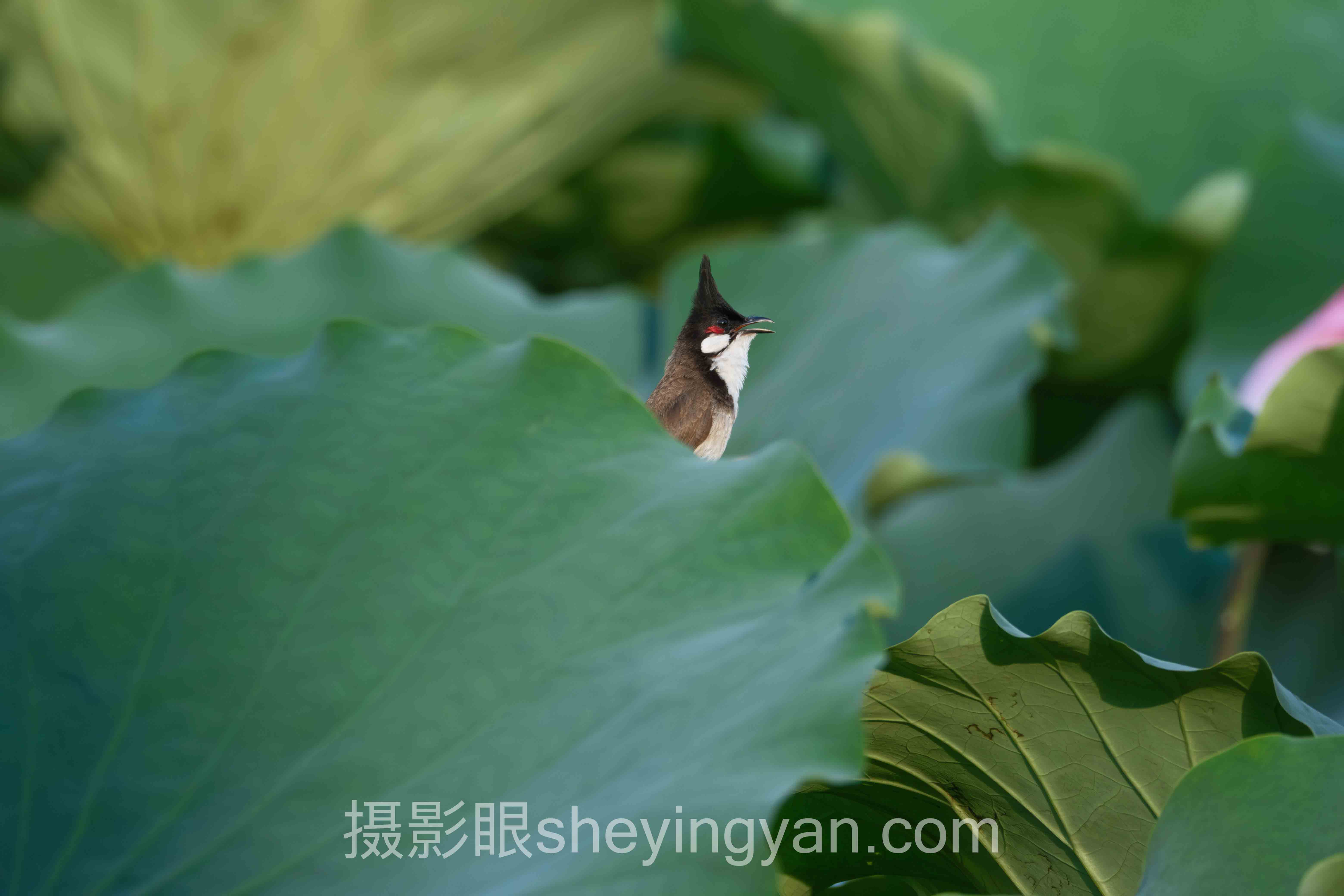 摄影构图技巧实用指南：从视觉原理到画面控制