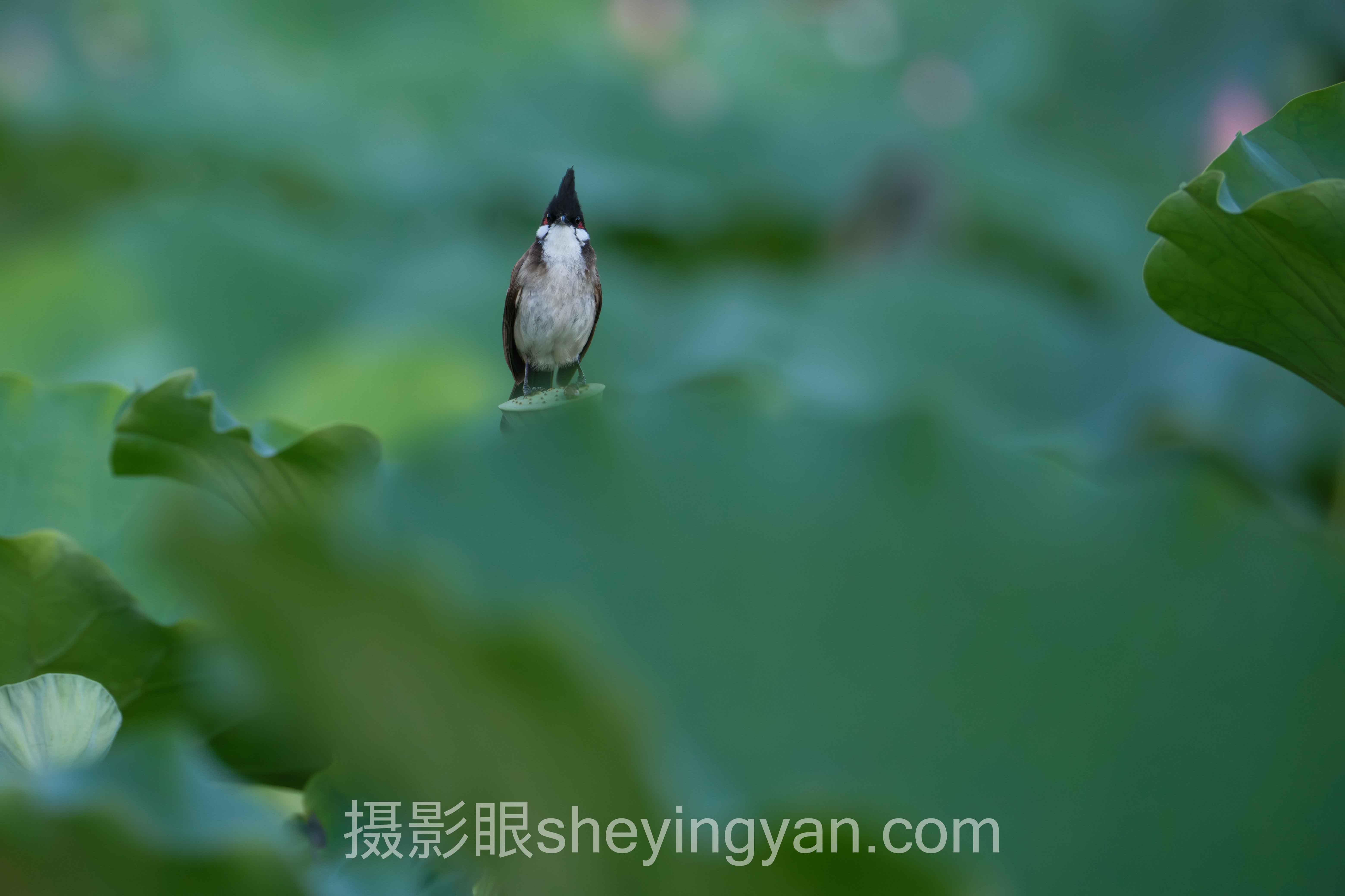 摄影进步心得十人谈：多位专家的核心观点汇总