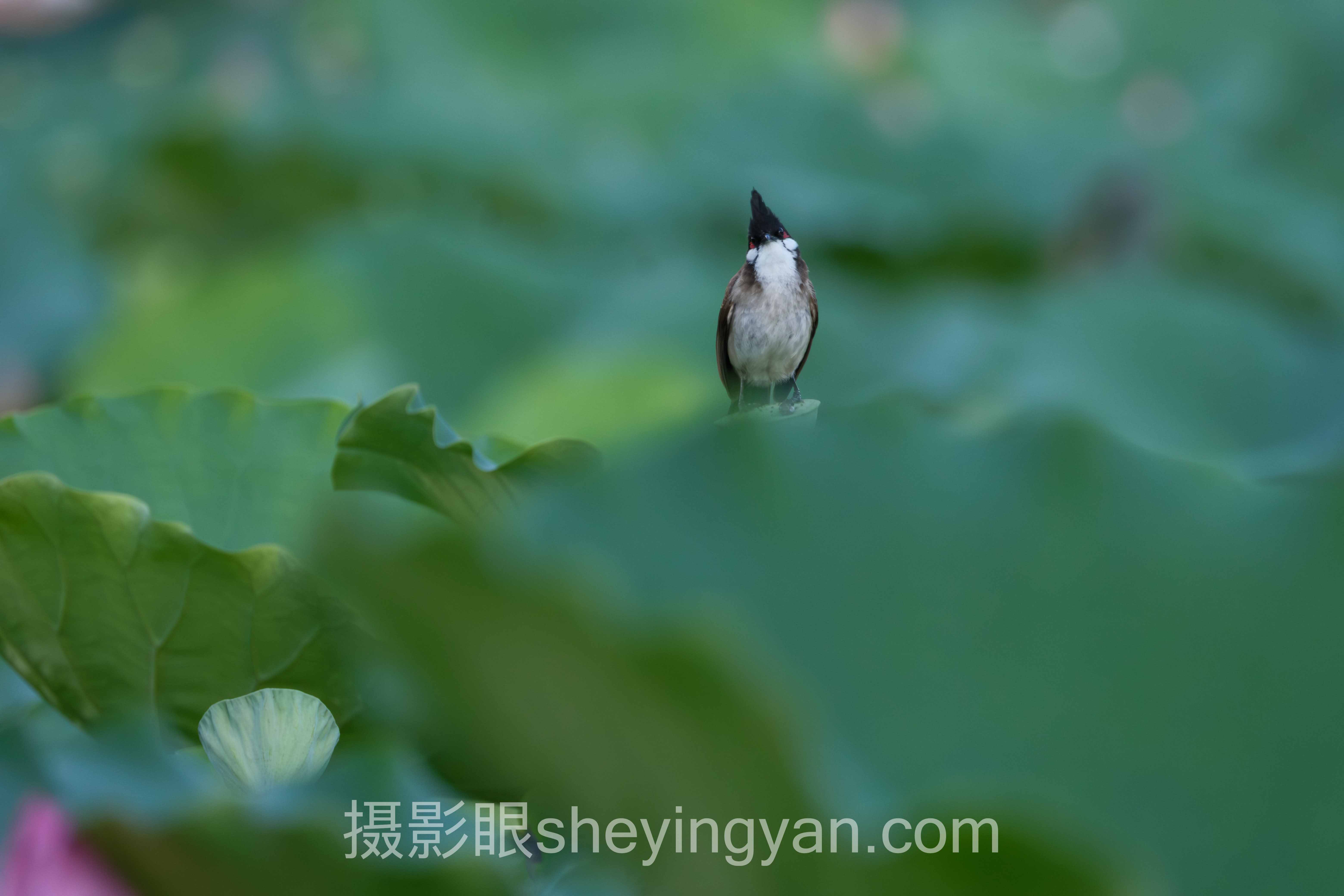 在线照片打分主流方案横向对比：哪个更适合你？