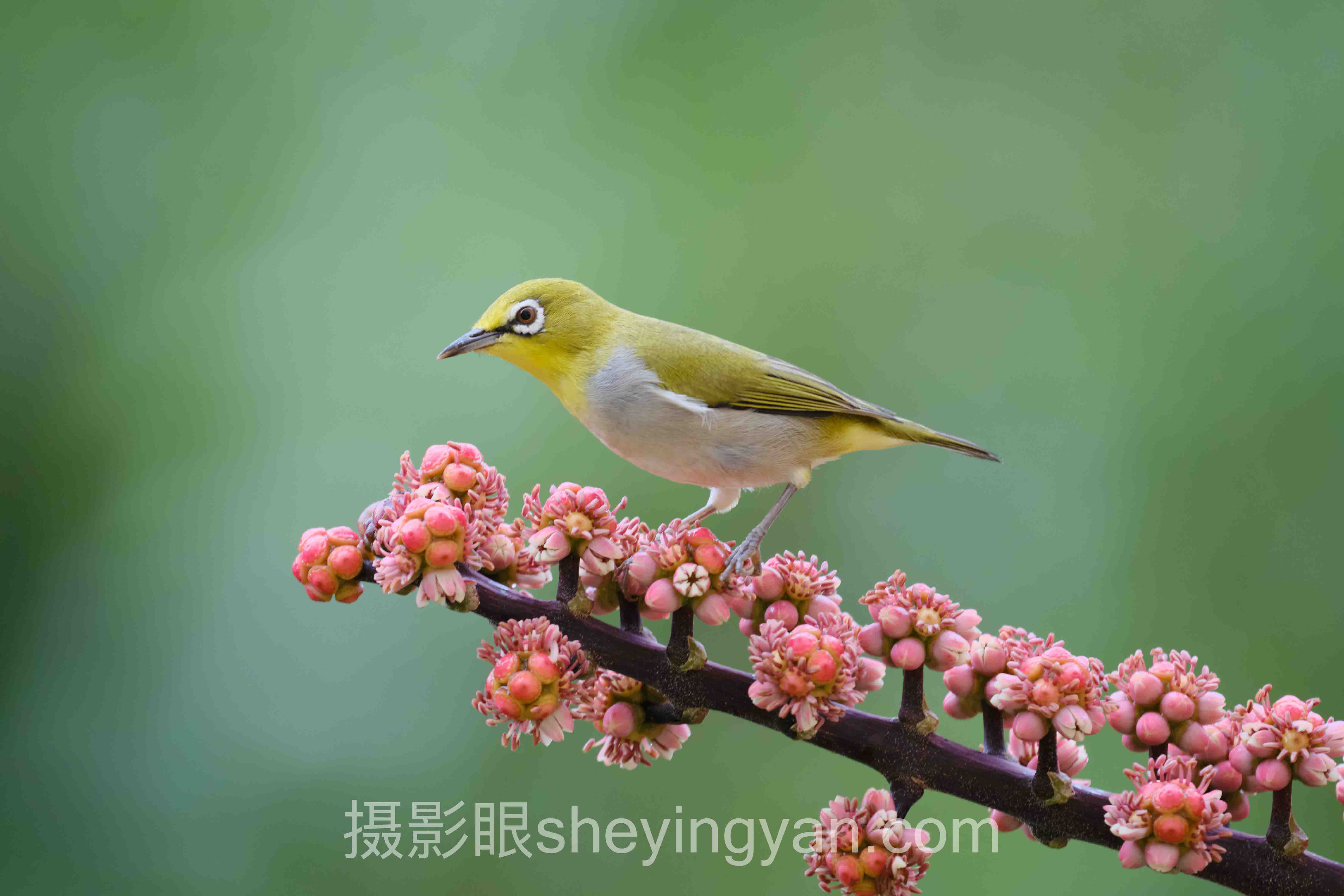 摄影眼sheyingyan.com会员价格全问答：你想知道的都在这里