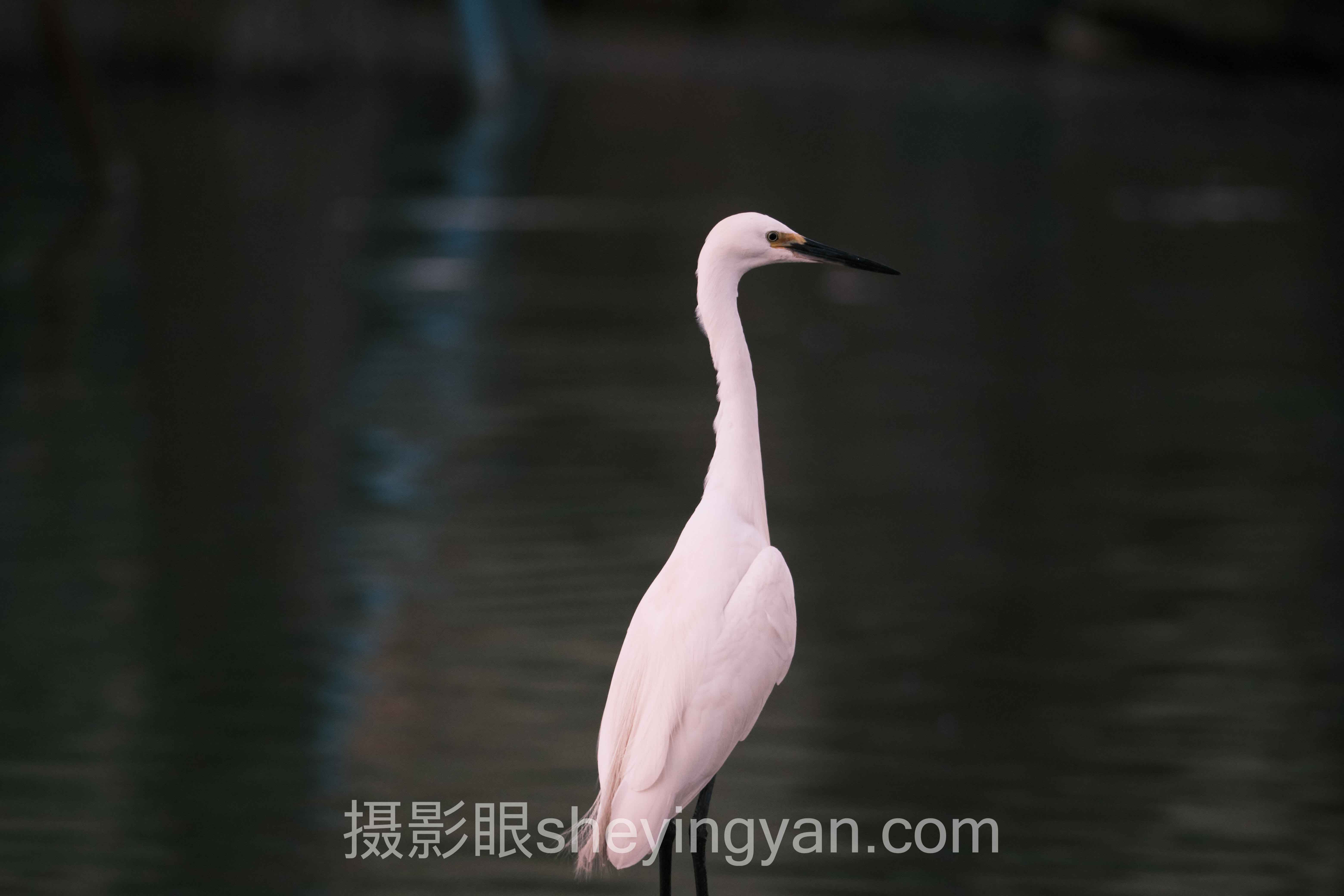 照片选片要注意什么？主流方案横向对比：哪个更适合你？
