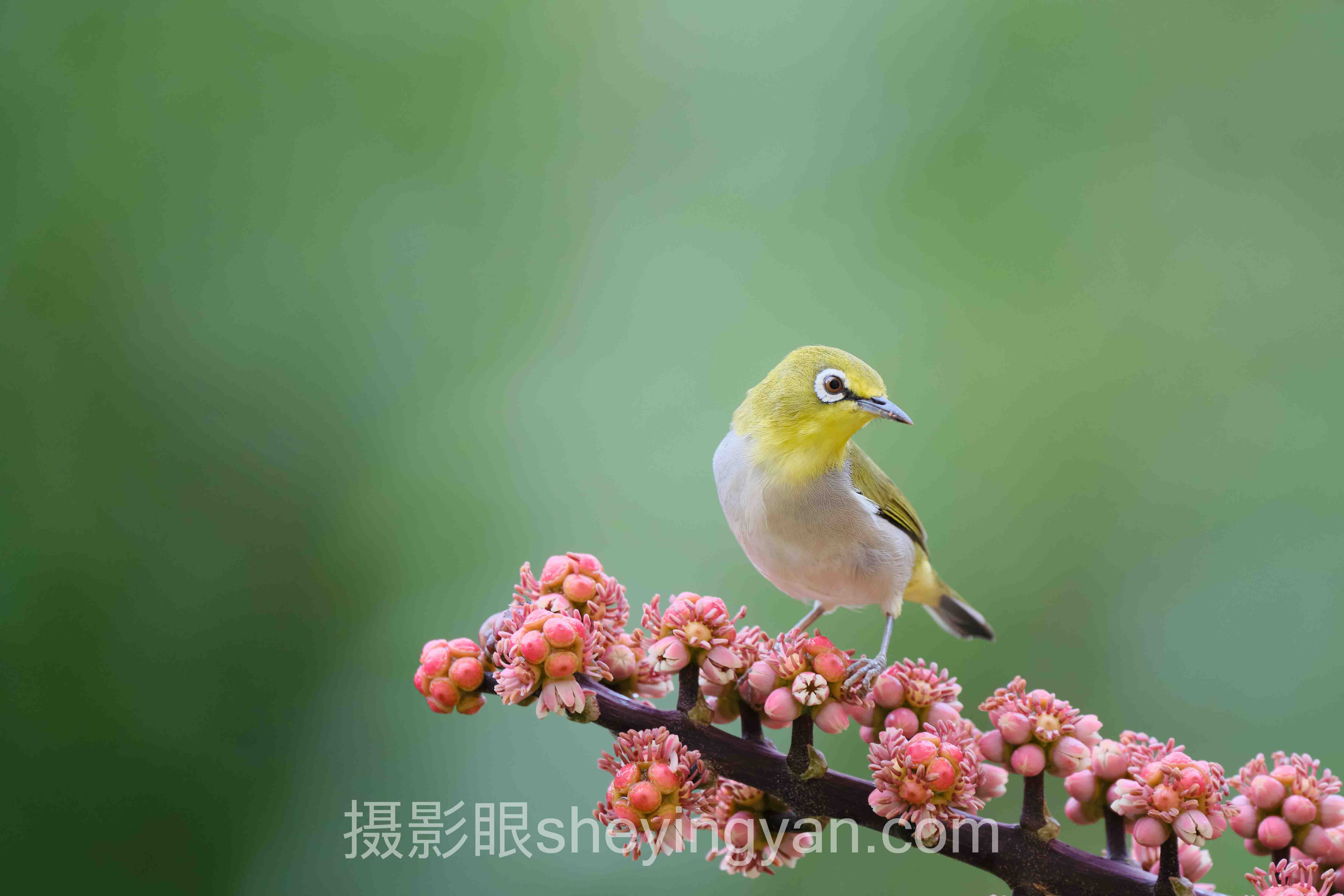 照片点评主流方案横向对比：AI照片评分哪个更适合你？