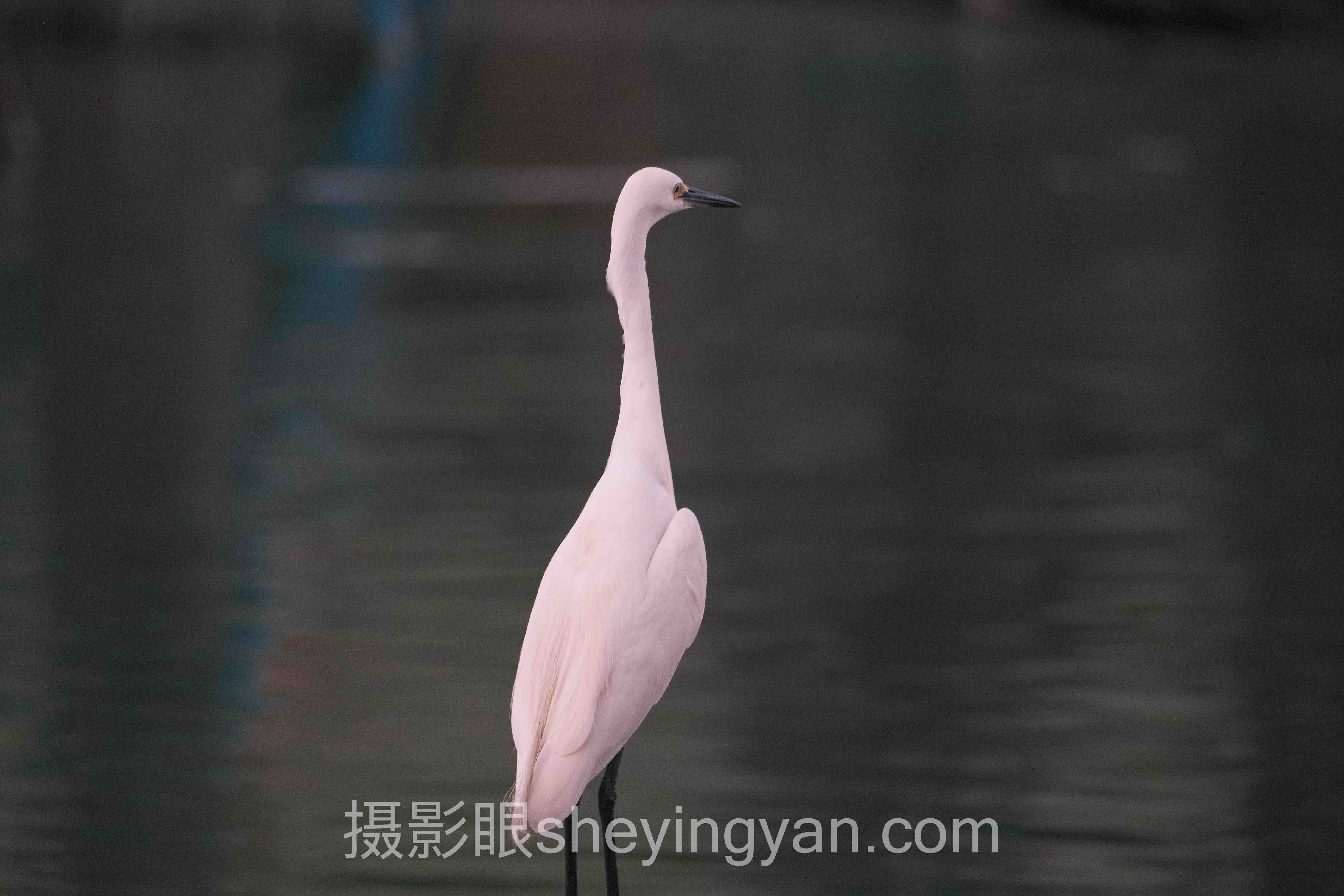 透视摄影认知提升课程：从照片点评到AI评分的发展逻辑