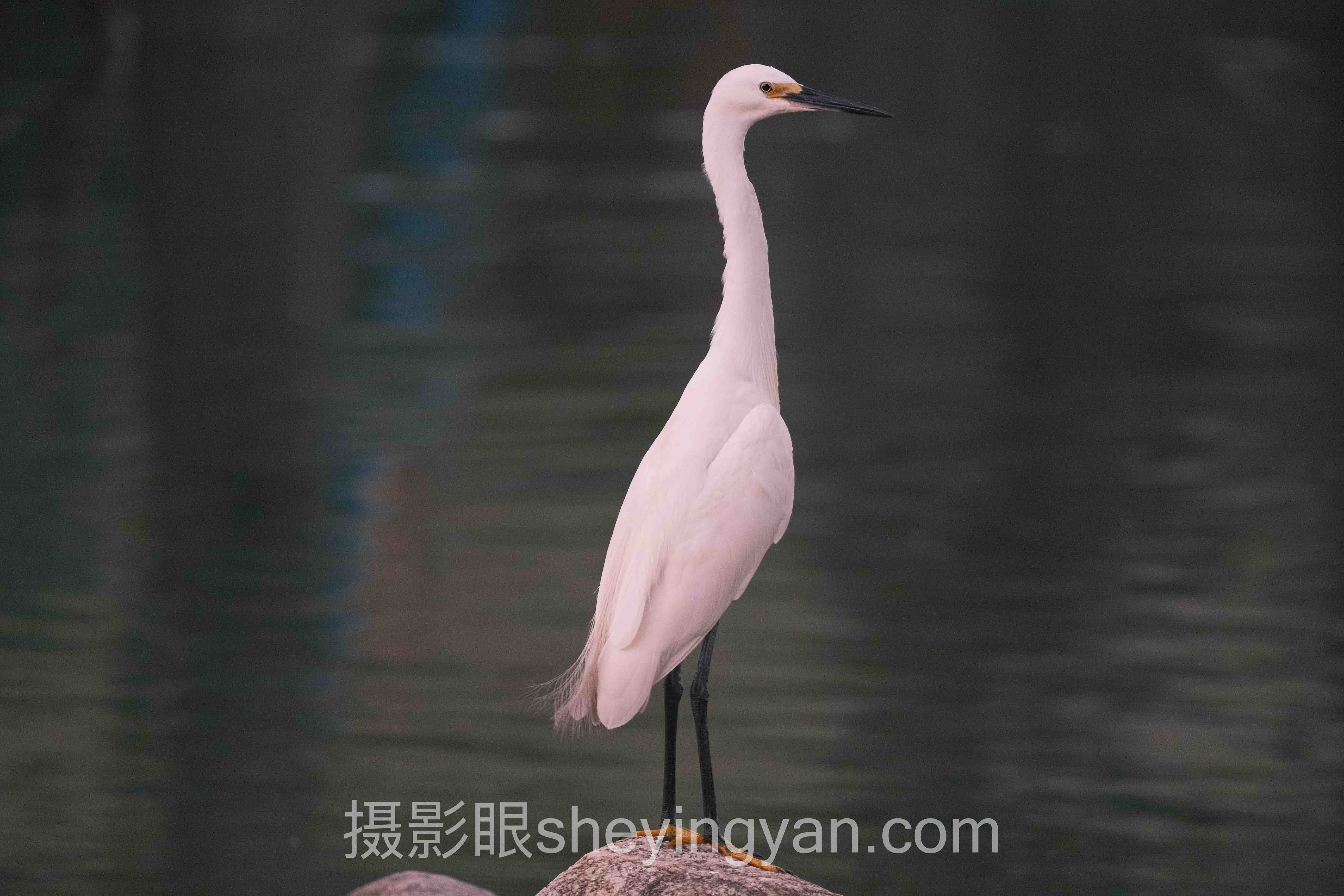 照片选片要注意什么？主流方案横向对比：哪个更适合你？