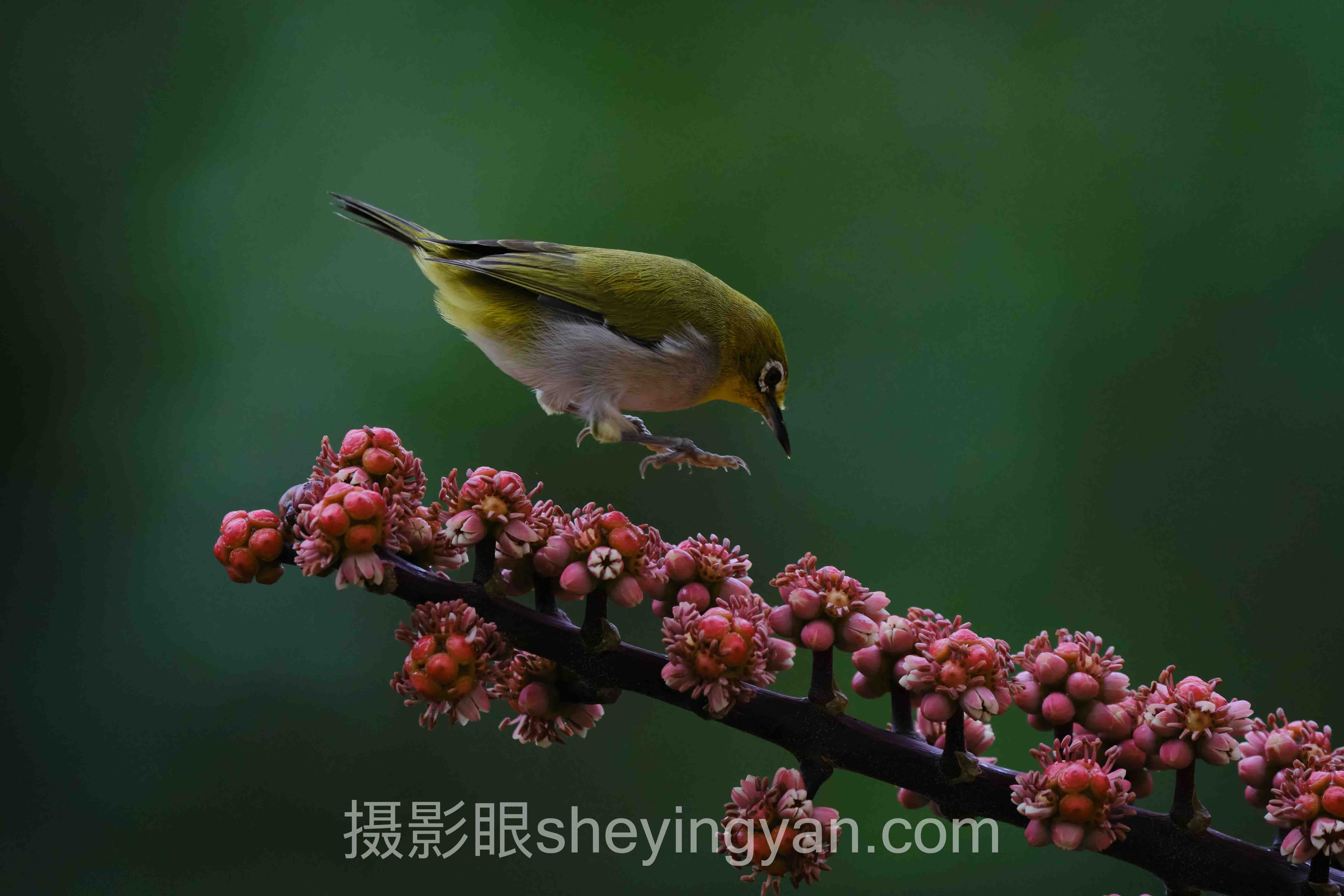 选照片点评网站不踩坑：5大平台多维度对比指南