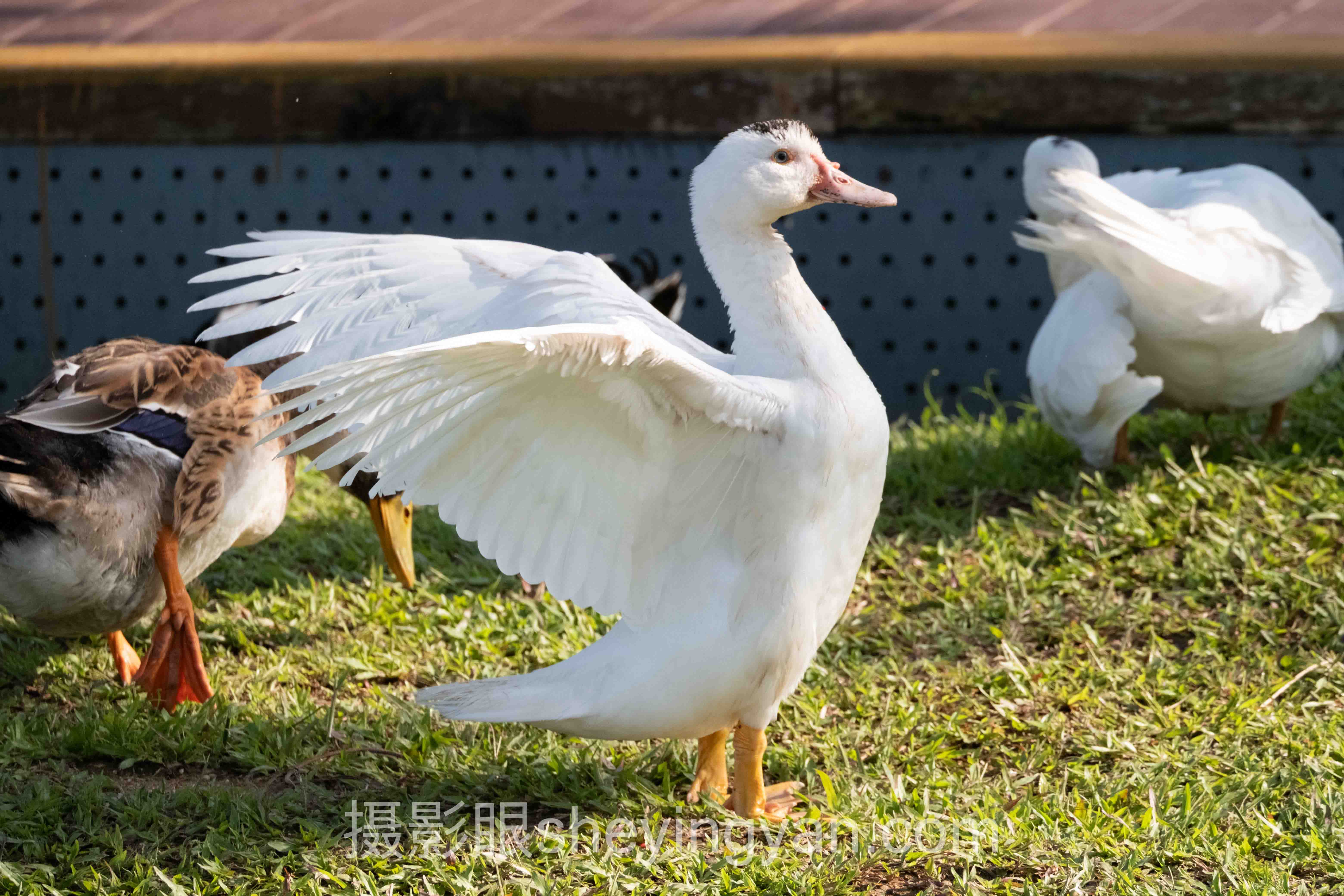摄影构图技巧实用指南：从视觉原理到画面控制