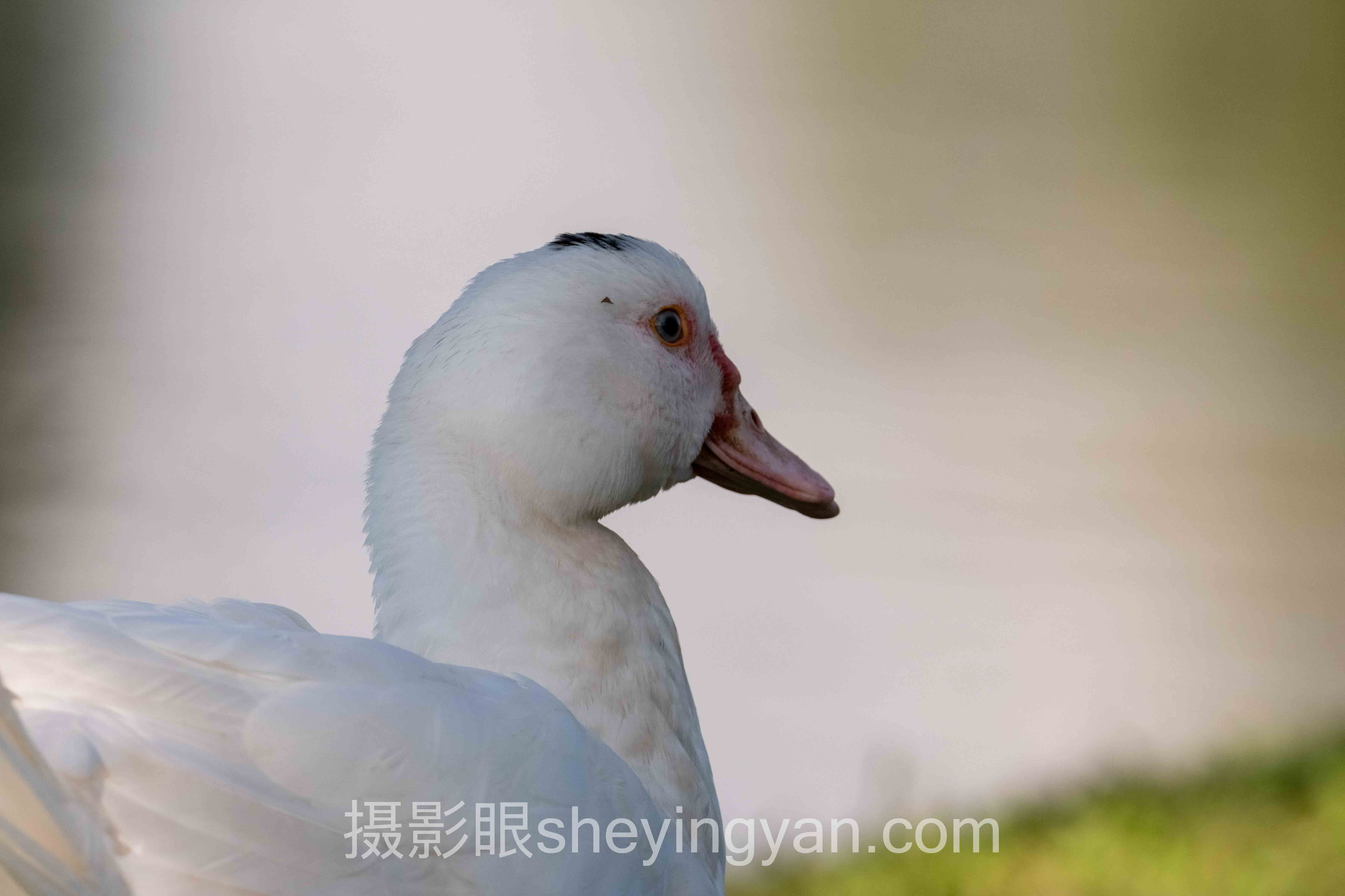 专家深度解读：北京摄影眼导航培训班的机遇与挑战