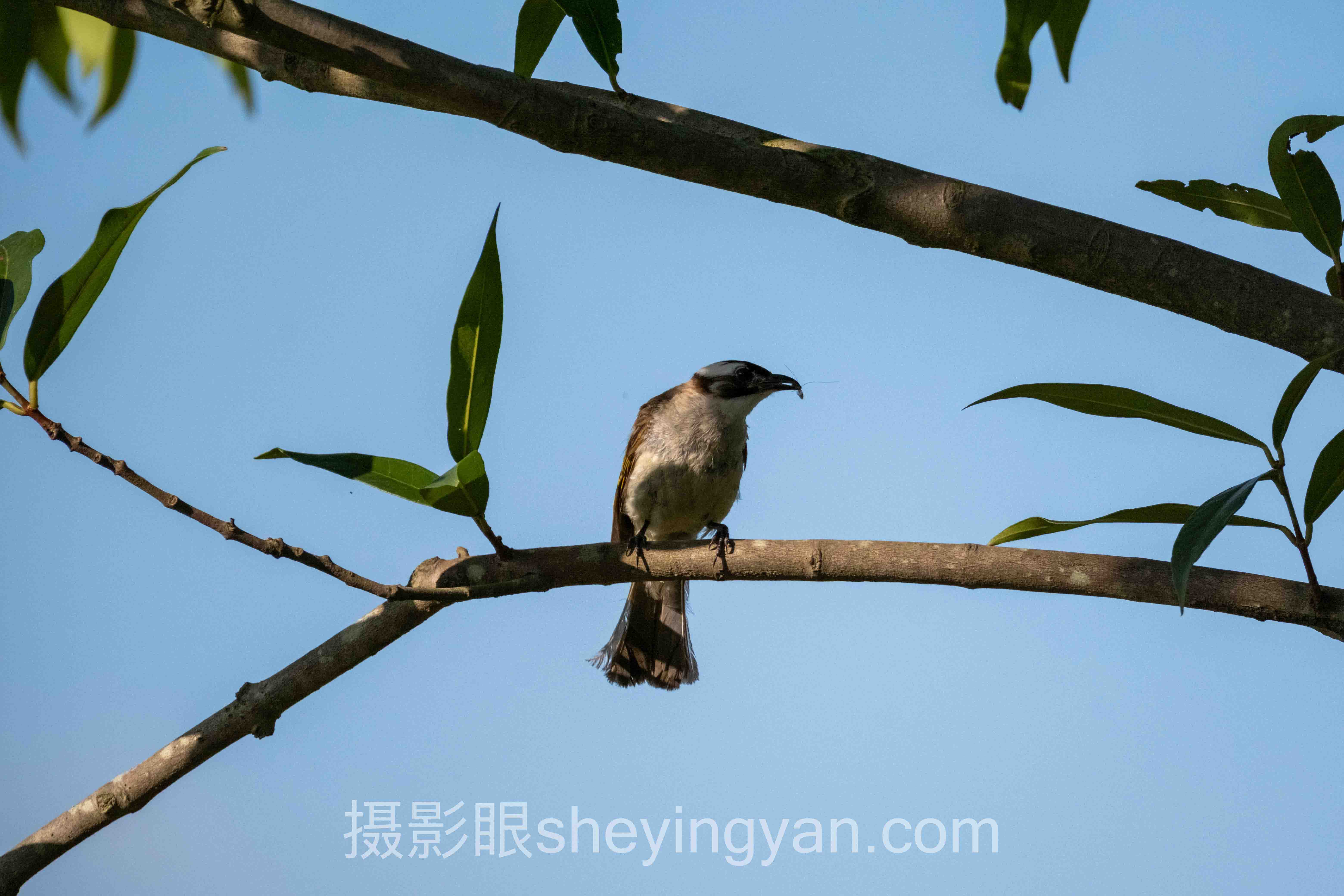 深度解析：摄影眼平台与人民日报图片对比的核心问题与答案